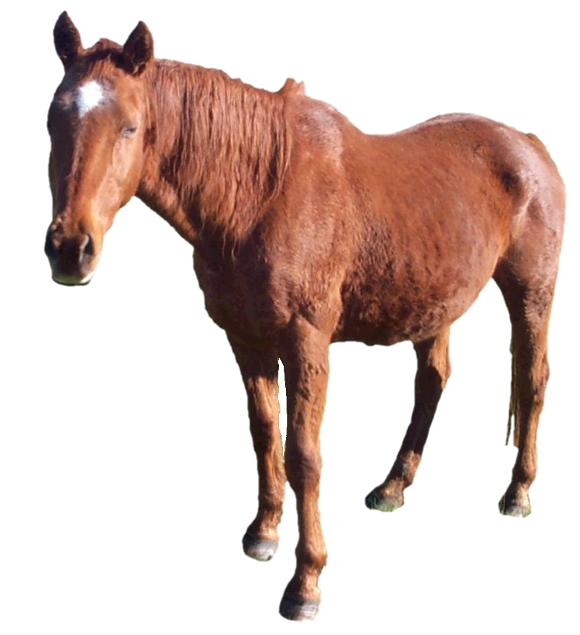 Horse02.jpg